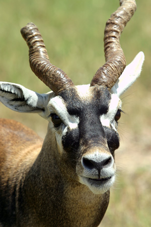 blackbuck
