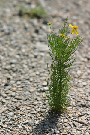 nature wins